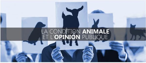 opinion publique