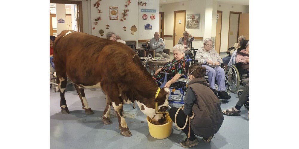 vache laitiere et resident ehpad